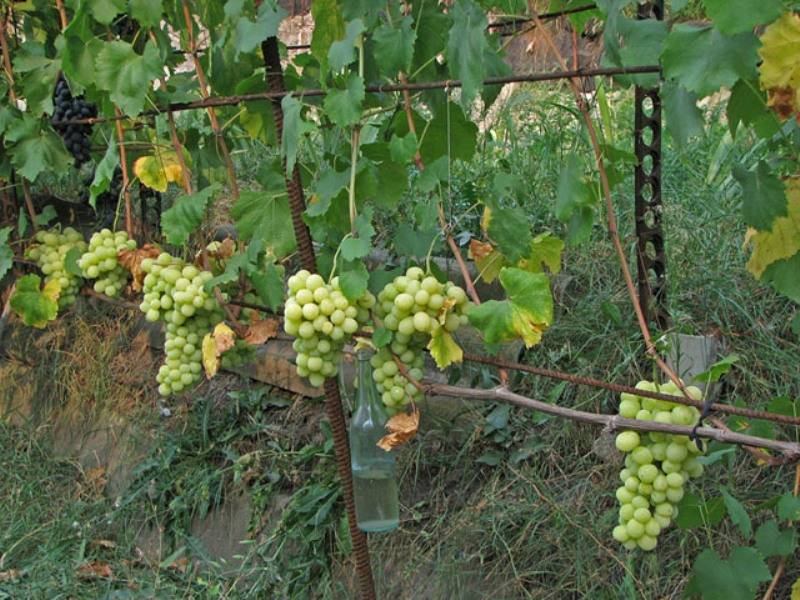 Описание винограда лора