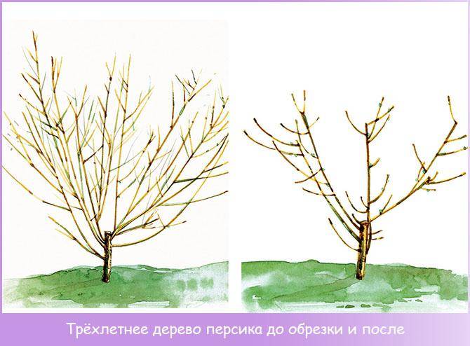 Обрезка персика весной, летом и осенью: как правильно обрезать персиковое дерево, схема и видео