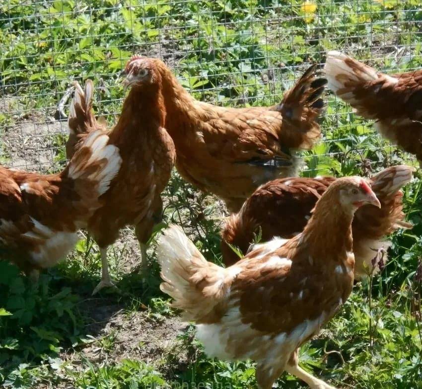 Куры-рекордсмены по производству яиц – браун ник