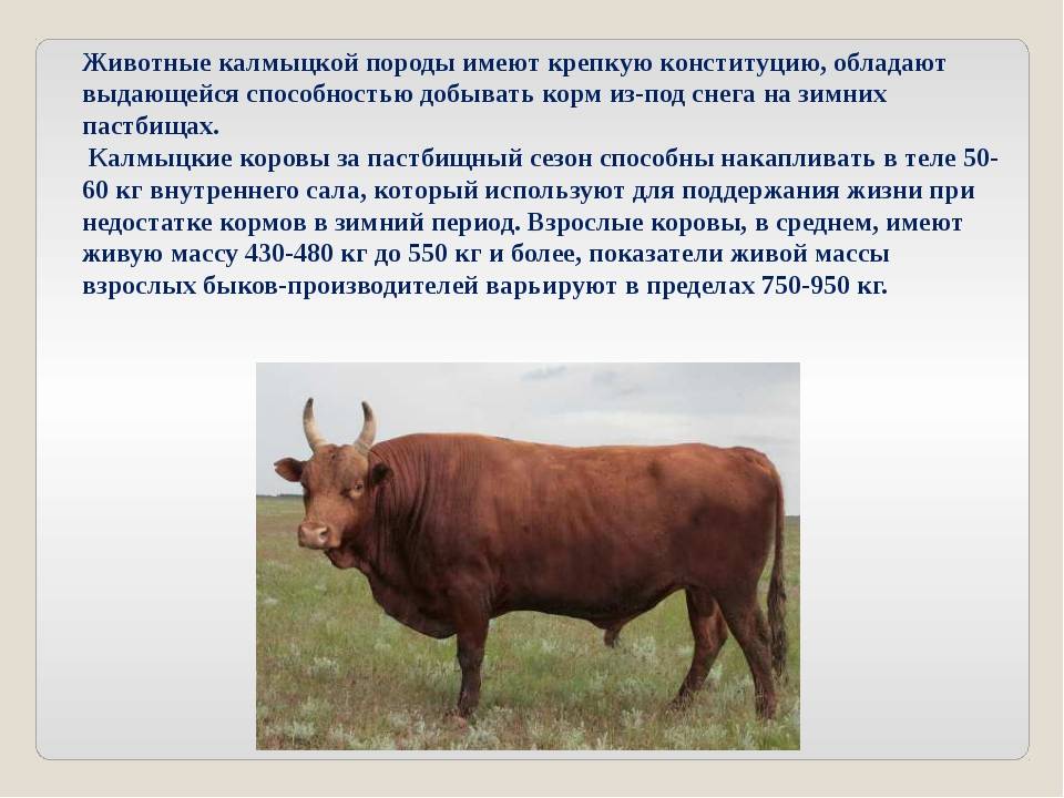 Калмыцкая порода коров - характеристика выносливого крс 2021