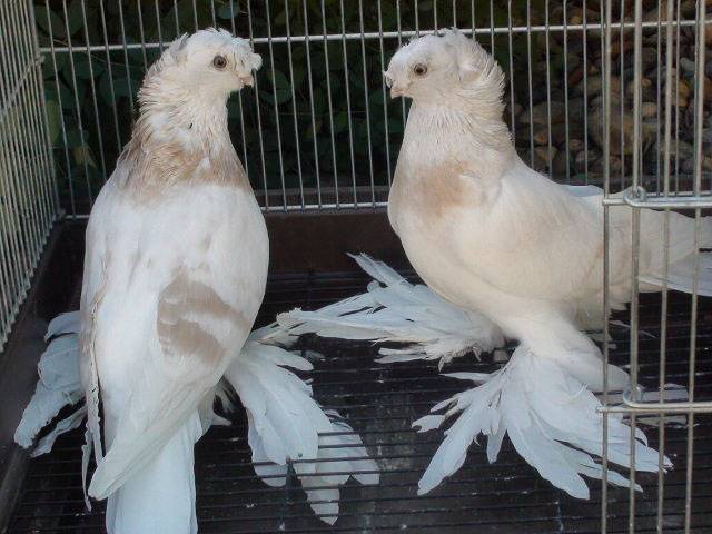 ᐉ узбекские голуби - виды голубей, экстерьер, особенности разведения - zooon.ru