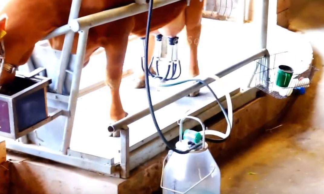 Доильные аппараты для коров: как выбрать самый лучший