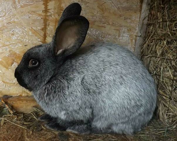 Кролики полтавское серебро: описание породы, характеристика, разведение и уход