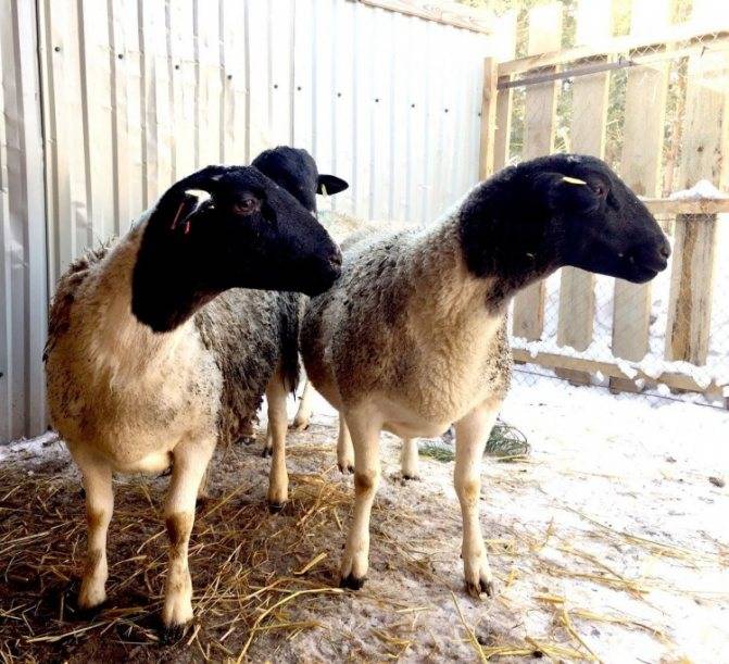 Овцы эдильбаевской породы, описание внешнего вида и характеристики продуктивности
