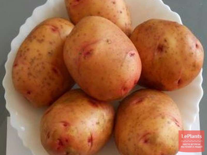 Картофель жуковский: характеристики раннего сорта, отзывы, посадка семенного, уход