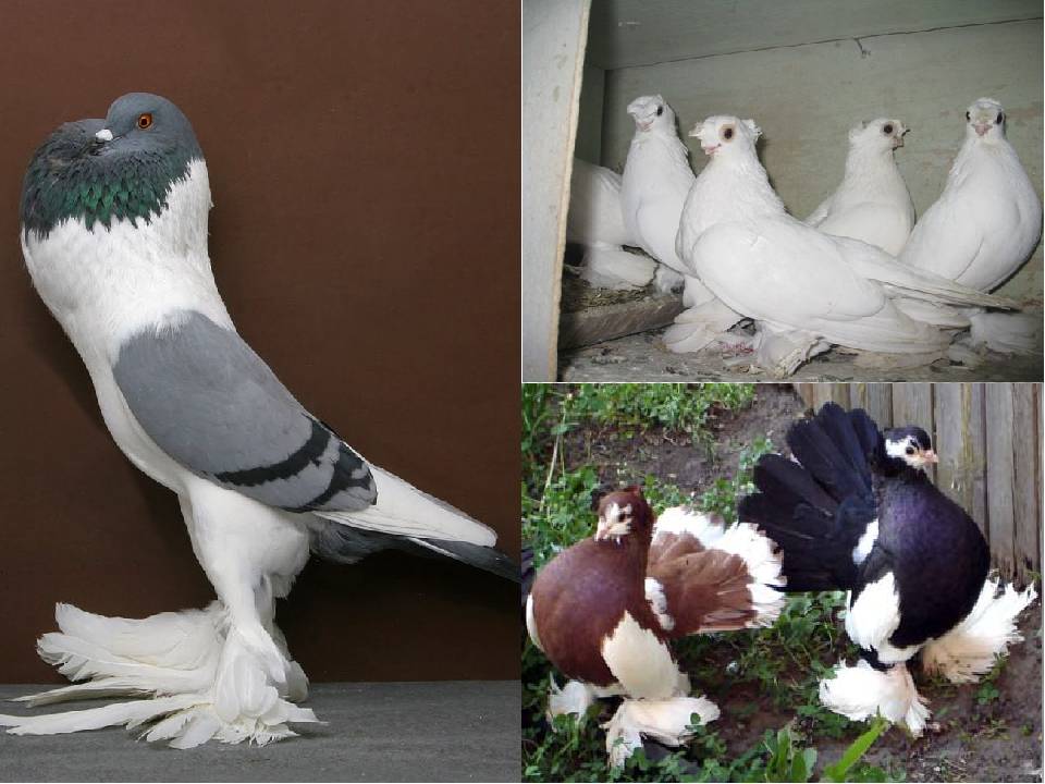 Птица голубь - описание, виды, уход и содержание, разведение