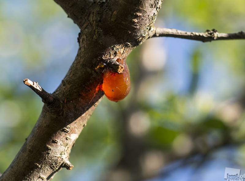 Как правильно лечить камедетечение на вишнях и черешнях