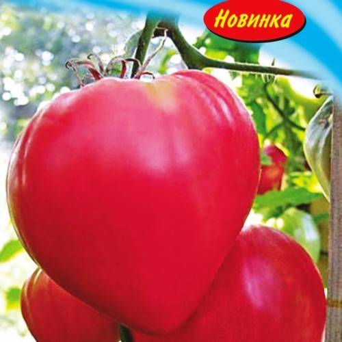 Сорт томата Розовый мед: описание и советы по выращиванию