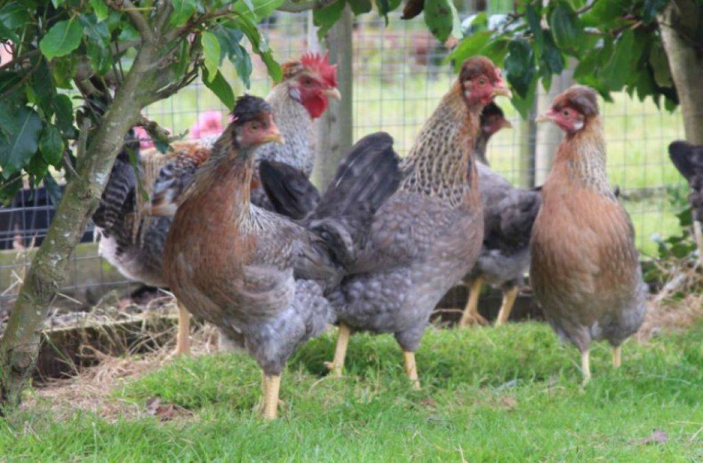 Хохлатые птицы легбар – порода кур, несущих голубые яйца