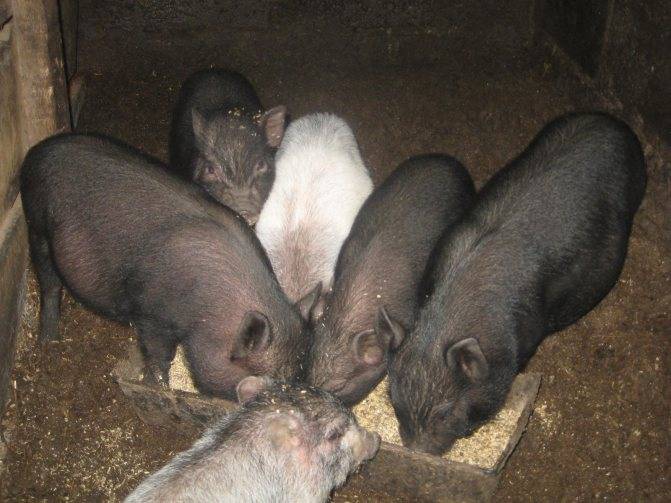 Вьетнамская свинья. описание, особенности, разведение и цена вьетнамской свиньи | животный мир