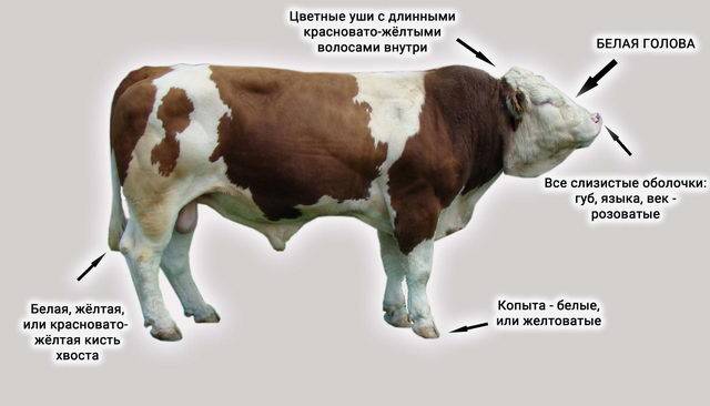 Симментальская порода коров: фото, характеристики и продуктивность