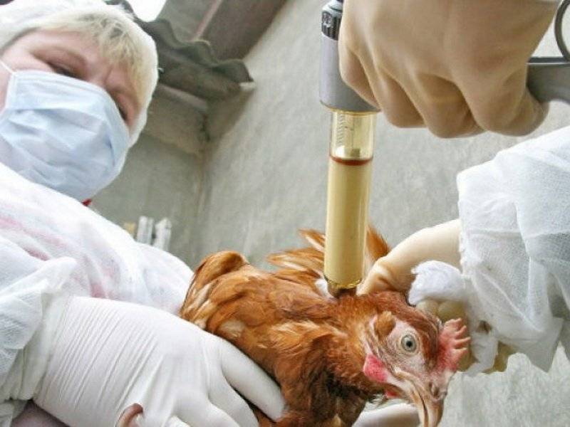 Птичий грипп у птиц: симптомы и лечение, первые признаки и опасность для человека