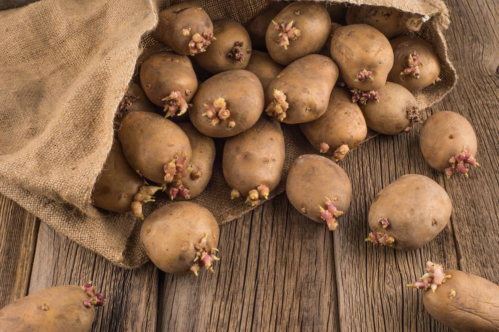 Как подготовить картофель к посадке весной: все этапы подготовки картошки, когда доставать на проращивание