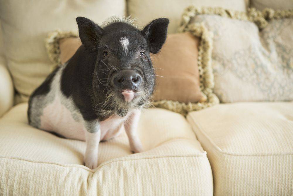 Мини-пиг в домашних условиях: описание пород, уход и питание миниатюрных свинок