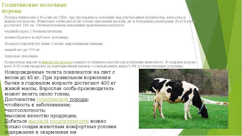 Молочные породы коров: самые удойные племенные коровы в россии