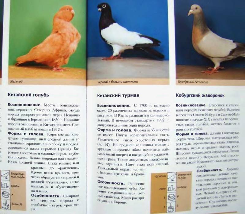 Домашние голуби: выбор породы и правила их содержания