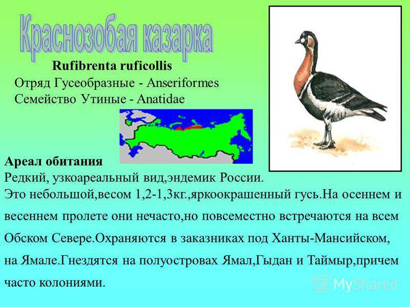 Дикие гуси и казарки: виды с фото и описанием пород, места обитания