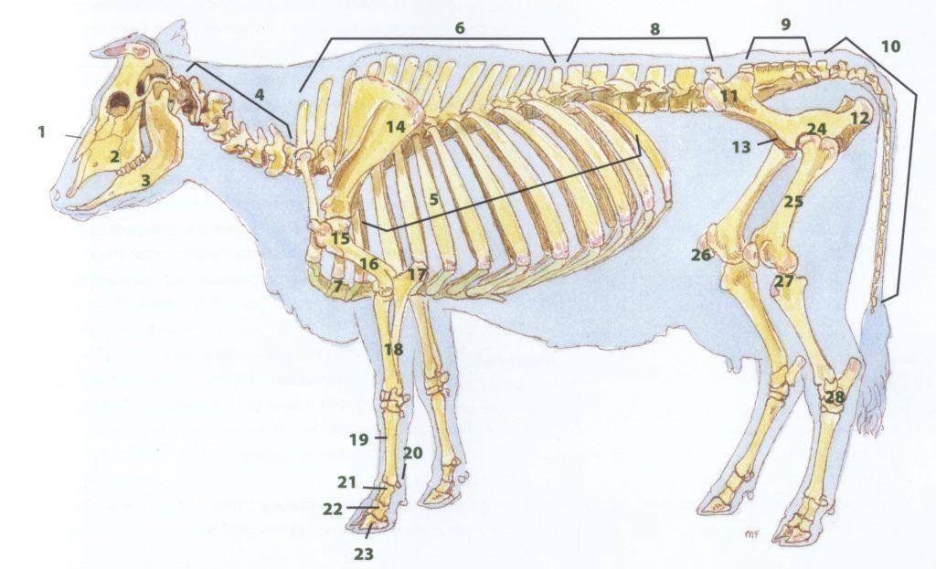 Строение коровы с описанием зубов, вымени, челюсти, желудка, внутренних органов