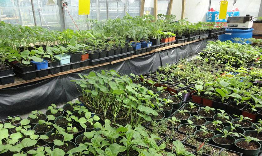 Какие хитрости помогут правильно покупать растения и готовую рассаду в садовом центре и питомниках на supersadovnik.ru
