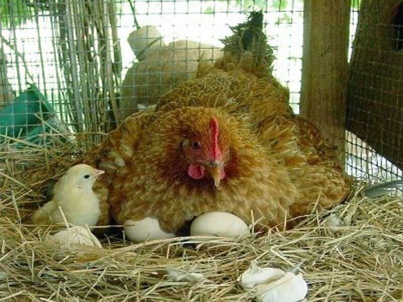 Сколько дней курица высиживает яйца для вывода цыплят и как сидит?