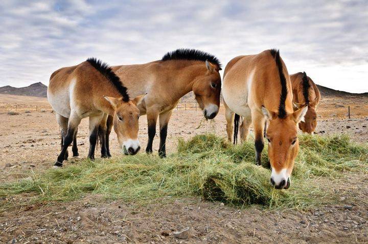 ᐉ лошадь пржевальского: описание породы, ареал обитания, образ жизни дикой лошади - zooon.ru
