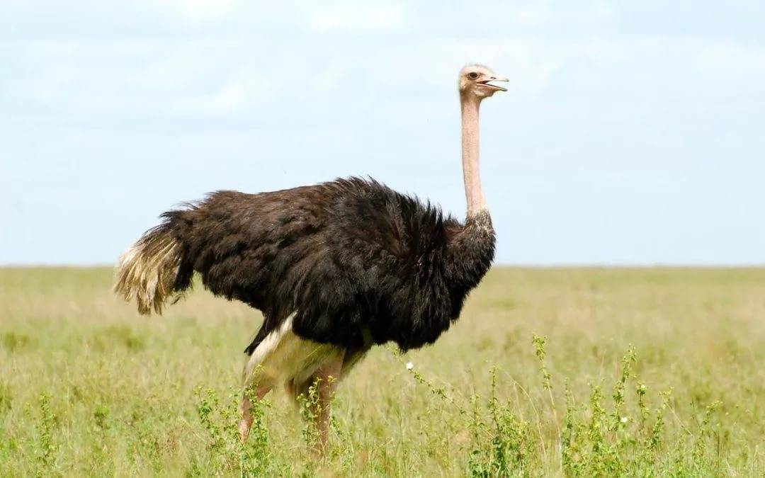 Сколько весит страус: полезные факты и фото обзор