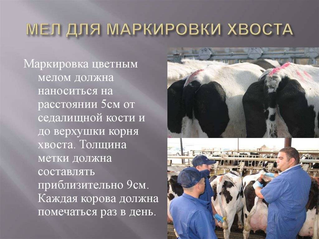 Методы искусственного осеменения коров