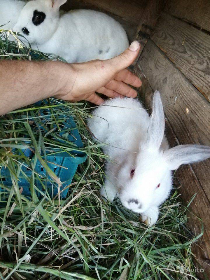 Карликовые кролики. популярные породы, основы ухода и содержания