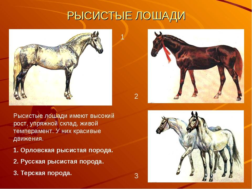 Орловский рысак (орловская рысистая) старейшия в россии порода лошадей