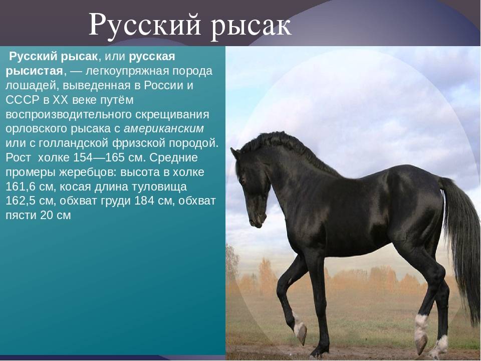 Экстерьер, характер Русской рысистой породы лошадей (Русских рысаков)