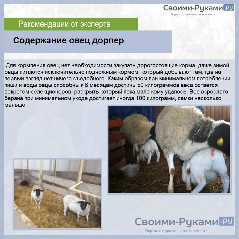 ᐉ овцы породы дорпер: описание и характеристика - zooon.ru