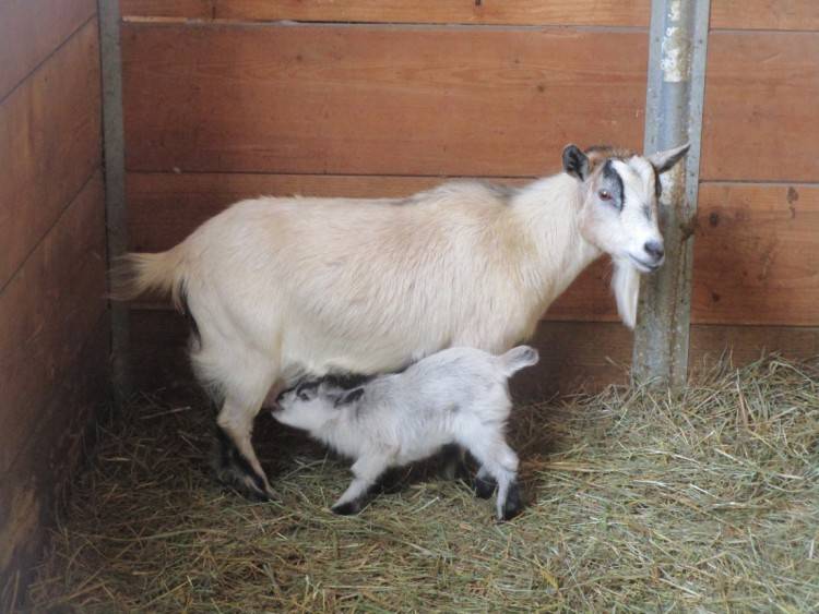 Беременность и окот козы - случка, признаки беременности, уход за козой до и после родов