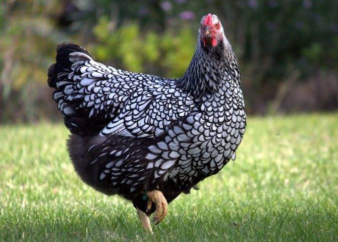 Порода кур виандот: продуктивность и описание, профилактика заболеваний, выращивание цыплят