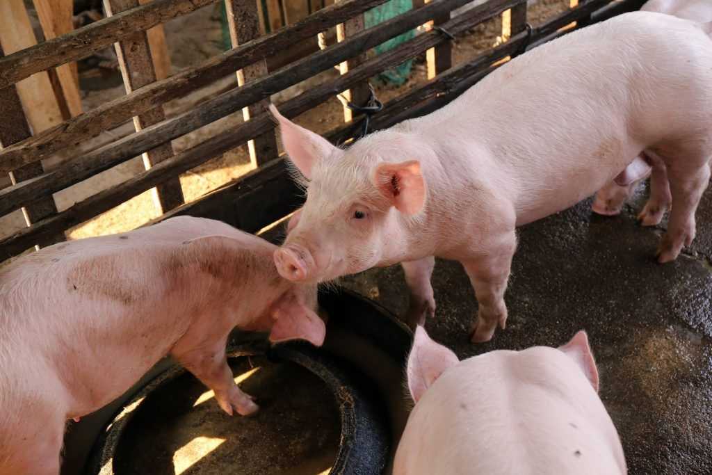 Термины свиноводства