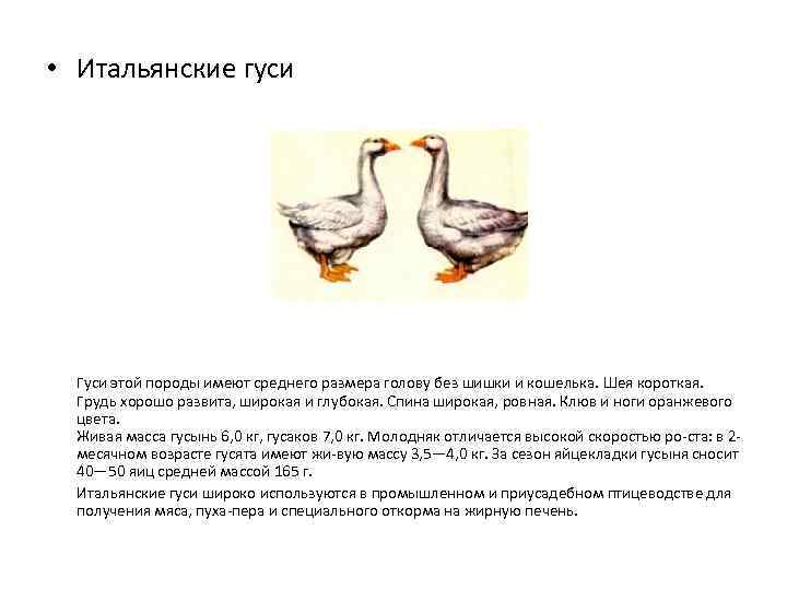 Домашние гуси — лучшие породы и особенности содержания. фото — ботаничка.ru