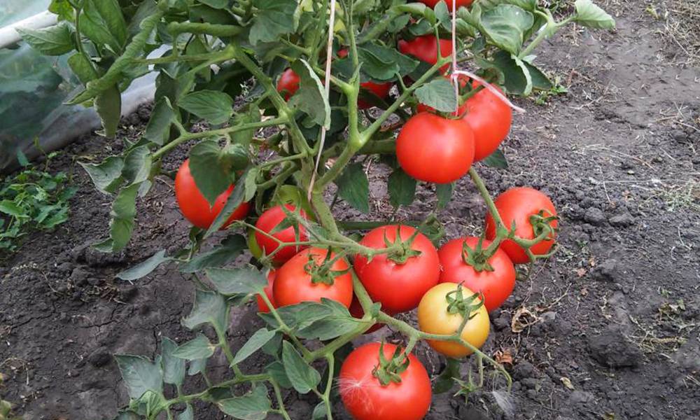 Сорт томата бобкат: описание и советы по выращиванию