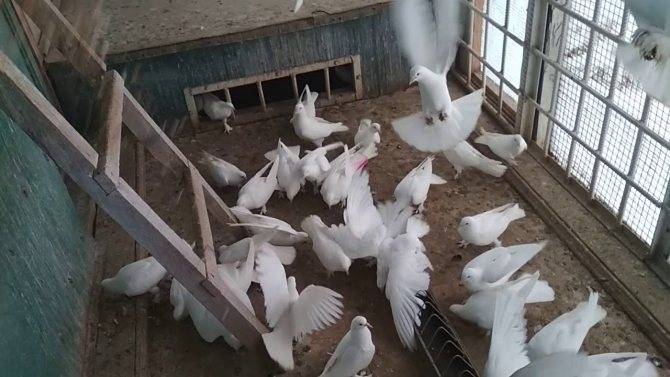 Описание внешнего вида и особенности тренировок Бакинских бойных голубей