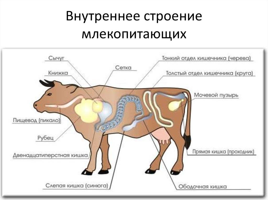 Строение коровы с описанием зубов, вымени, челюсти, желудка, внутренних органов