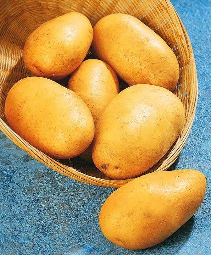 Сорт картофеля невский, семенной картофель невский, описание сорта картофеля невский |