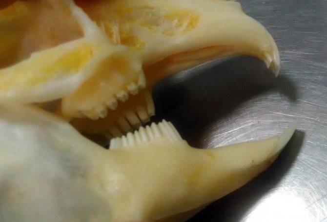 Особенности строения челюстей у декоративных кроликов: количество и длина зубов