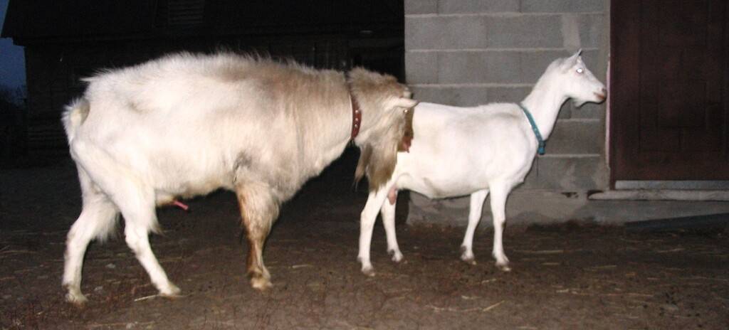 Беременность и окот козы: общая инструкция
