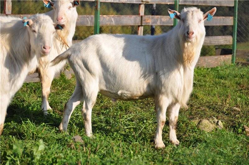 Зааненская порода коз: как выглядит, описание, фото, характеристика, разведение