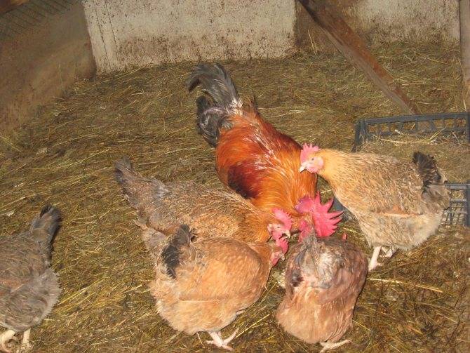 Кучинская юбилейная порода кур: описание и фото, характеристики, выращивание цыплят и петухов, инкубация яиц selo.guru — интернет портал о сельском хозяйстве