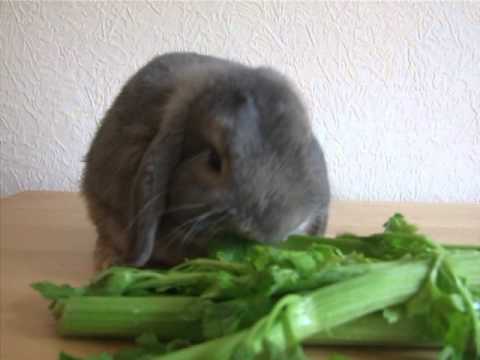 Кормление кроликов мясных пород: необходимые продукты, комбикорм, суточный рацион, введение витаминов, премиксов, бвмд