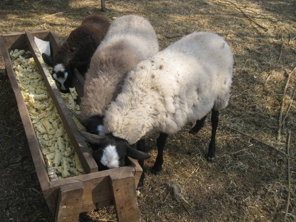 Содержание и кормление овец и баранов: технология и правильный рацион