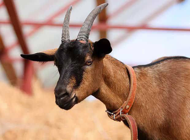 Описание и характеристики чешской породы коз: основные параметры, условия содержания и особенности