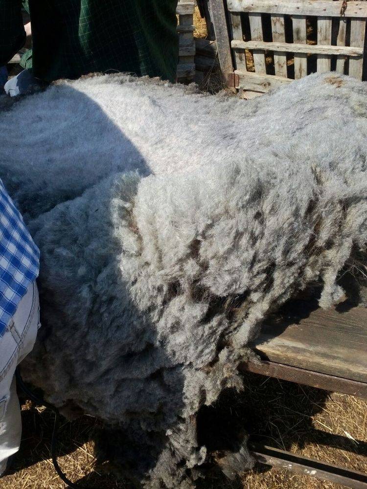 Сроки и техника стрижки овец, рекомендации по стрижке барана