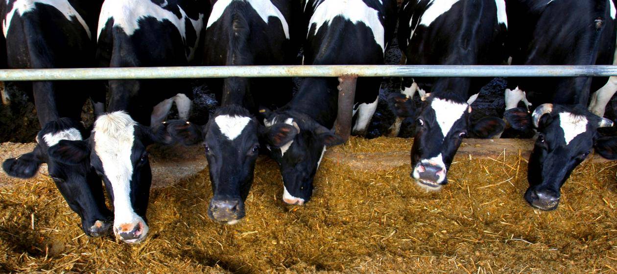 Содержание коров в личном хозяйстве