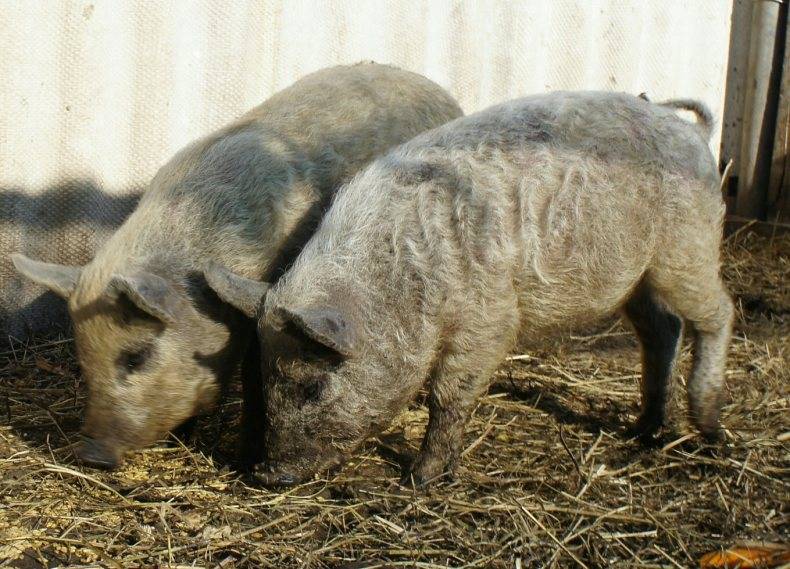 Кармалы: порода свиней - поросята и взрослые особи, их характеристика и описание, содержание, разведение и уход