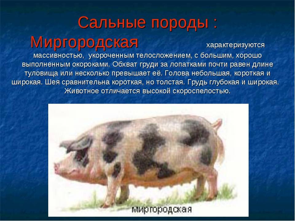 Свинья породы белая длинноухая - описание, разведение, фото | россельхоз.рф